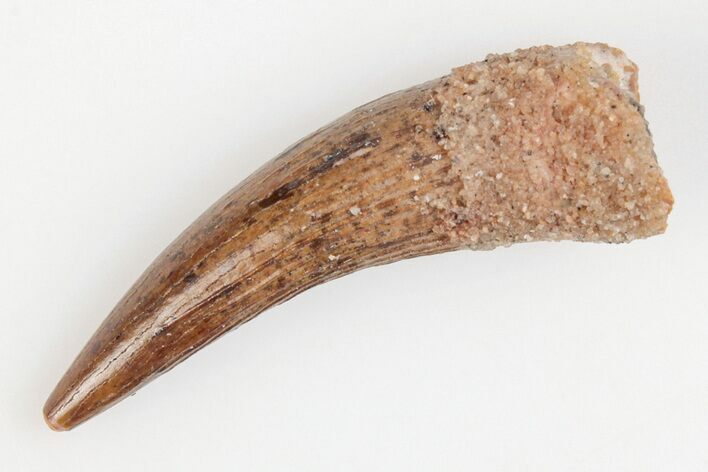 1.3" Baby Spinosaurus Tooth - Real Dinosaur Tooth